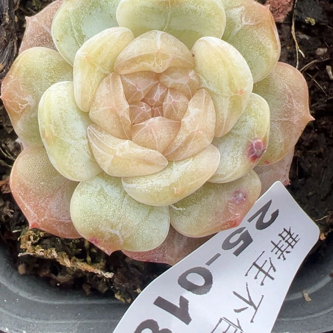 小卡拉米糖心一物一拍25-18