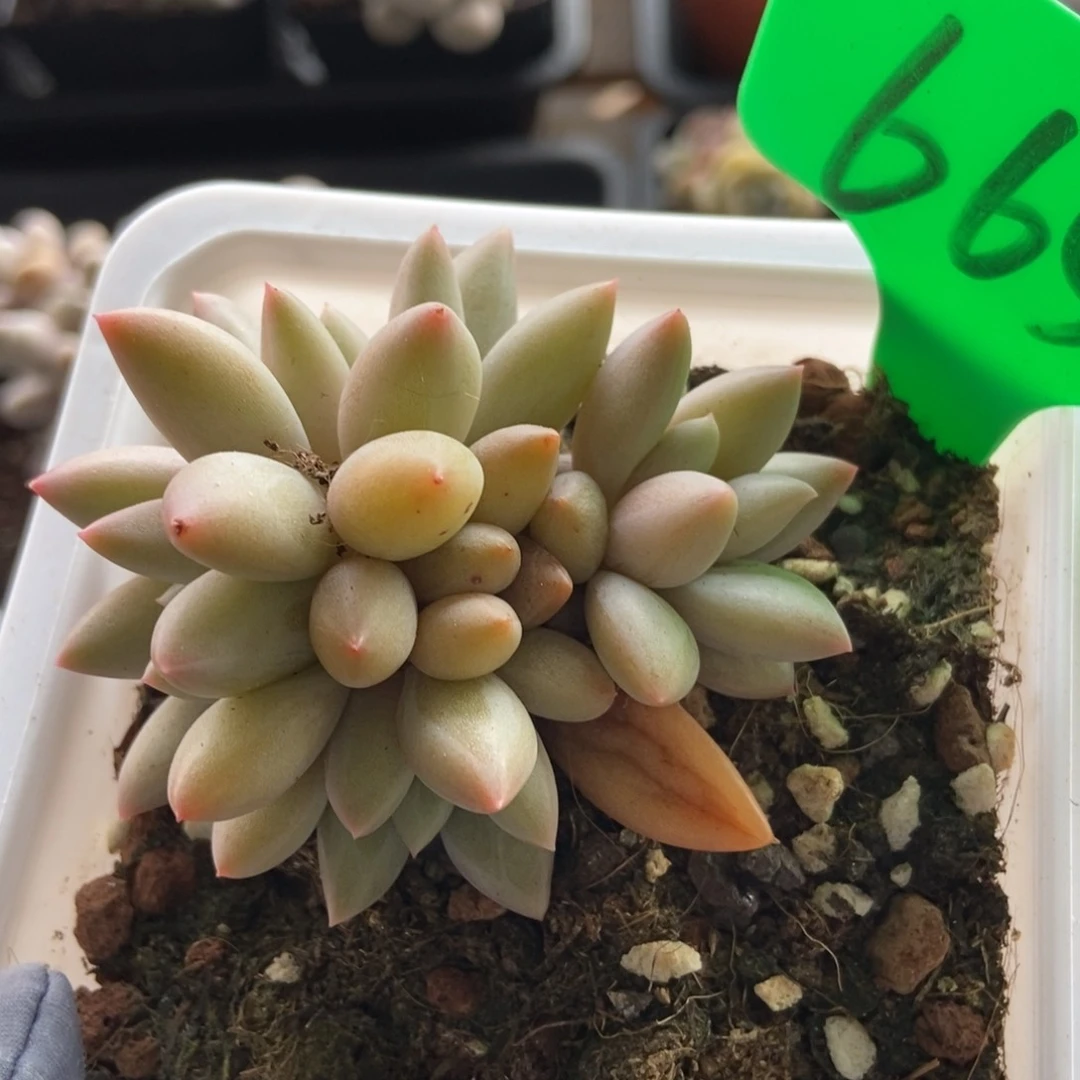 665车厘子多肉植物