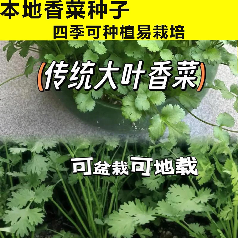 大叶香菜种子四季种植蔬菜种子菜籽阳台花盆菜孑