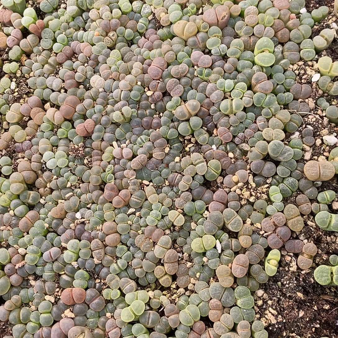 2363编号彩风铃一筐。