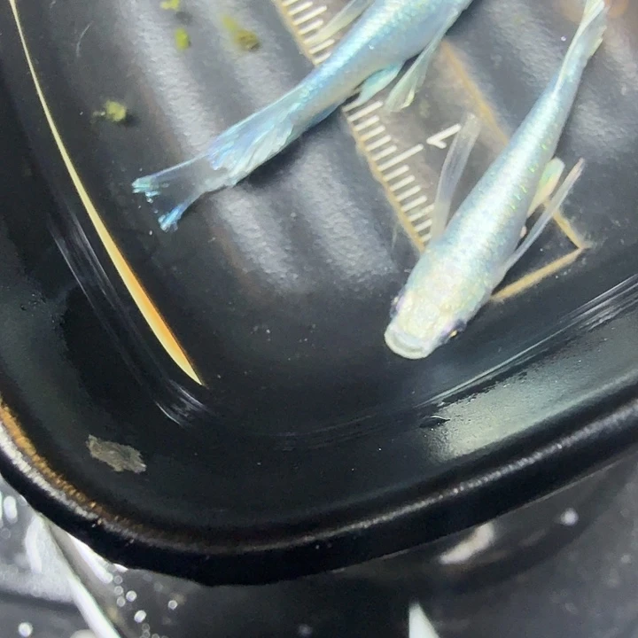 青鳉鱼81号拍品长鳍天使
