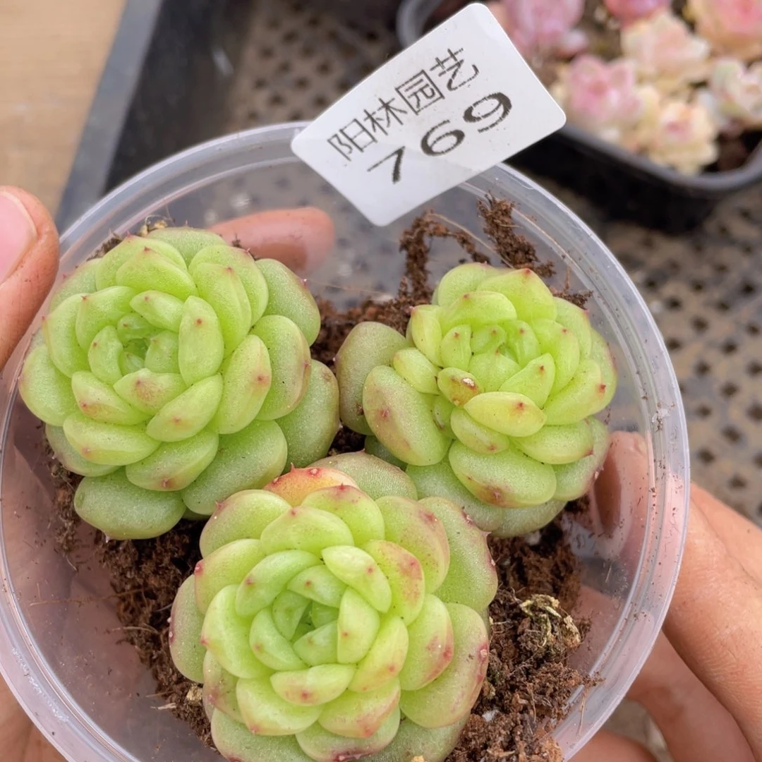 多肉植物多肉植物769