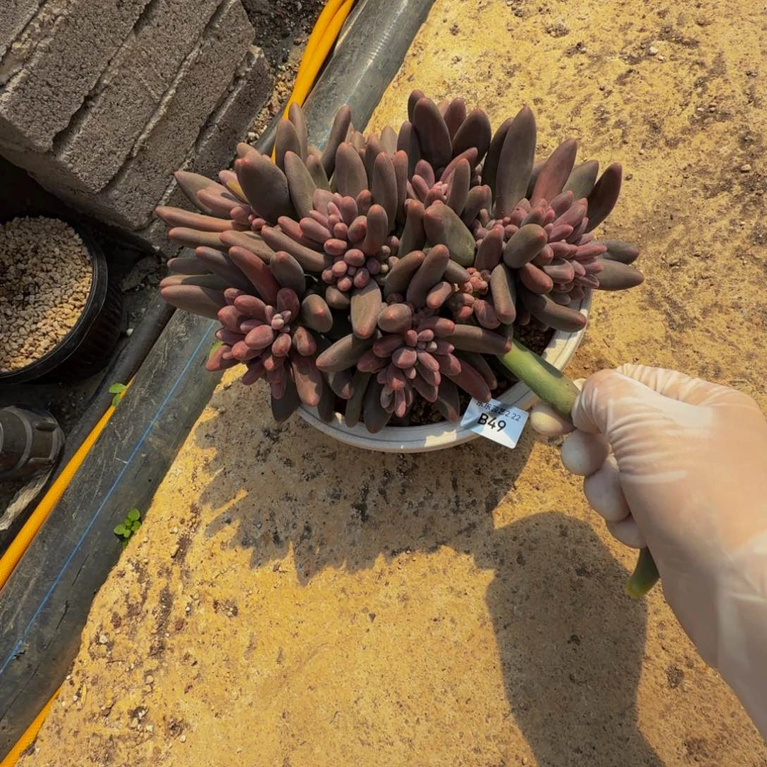 幸***b b b b b b b b b 49