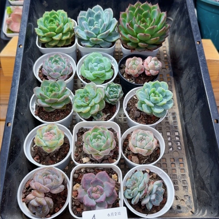 框拍框拍0602-04