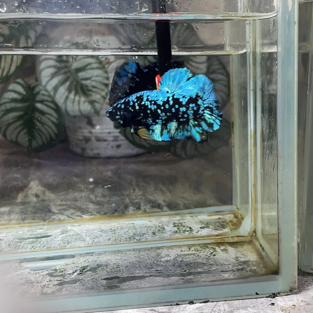 斗鱼育平斗鱼泰国斗鱼