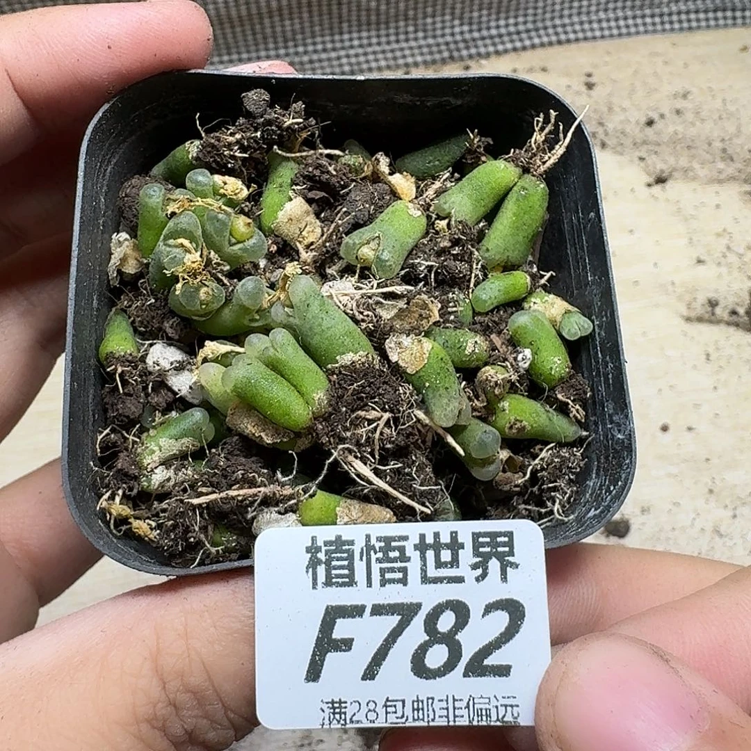 的W的人生fgnnqnn