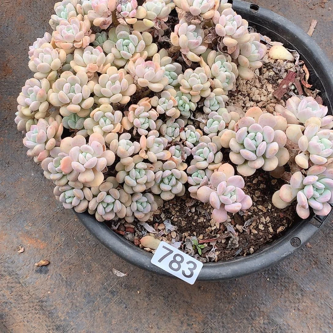 783鹅卵石 一物一拍多肉