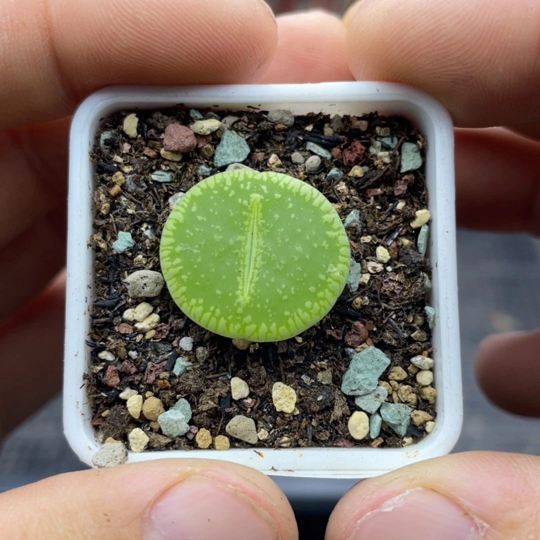 00000000000000000088