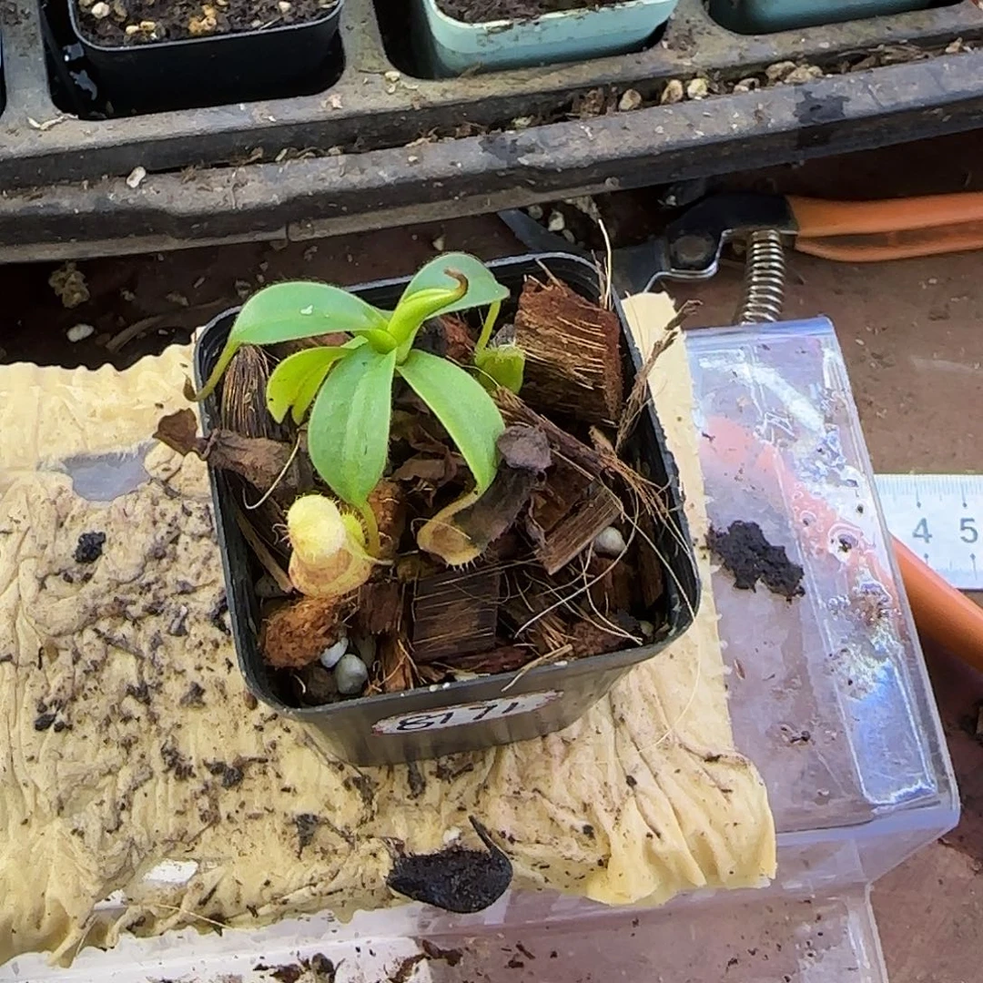 无花朵猪笼草ssle