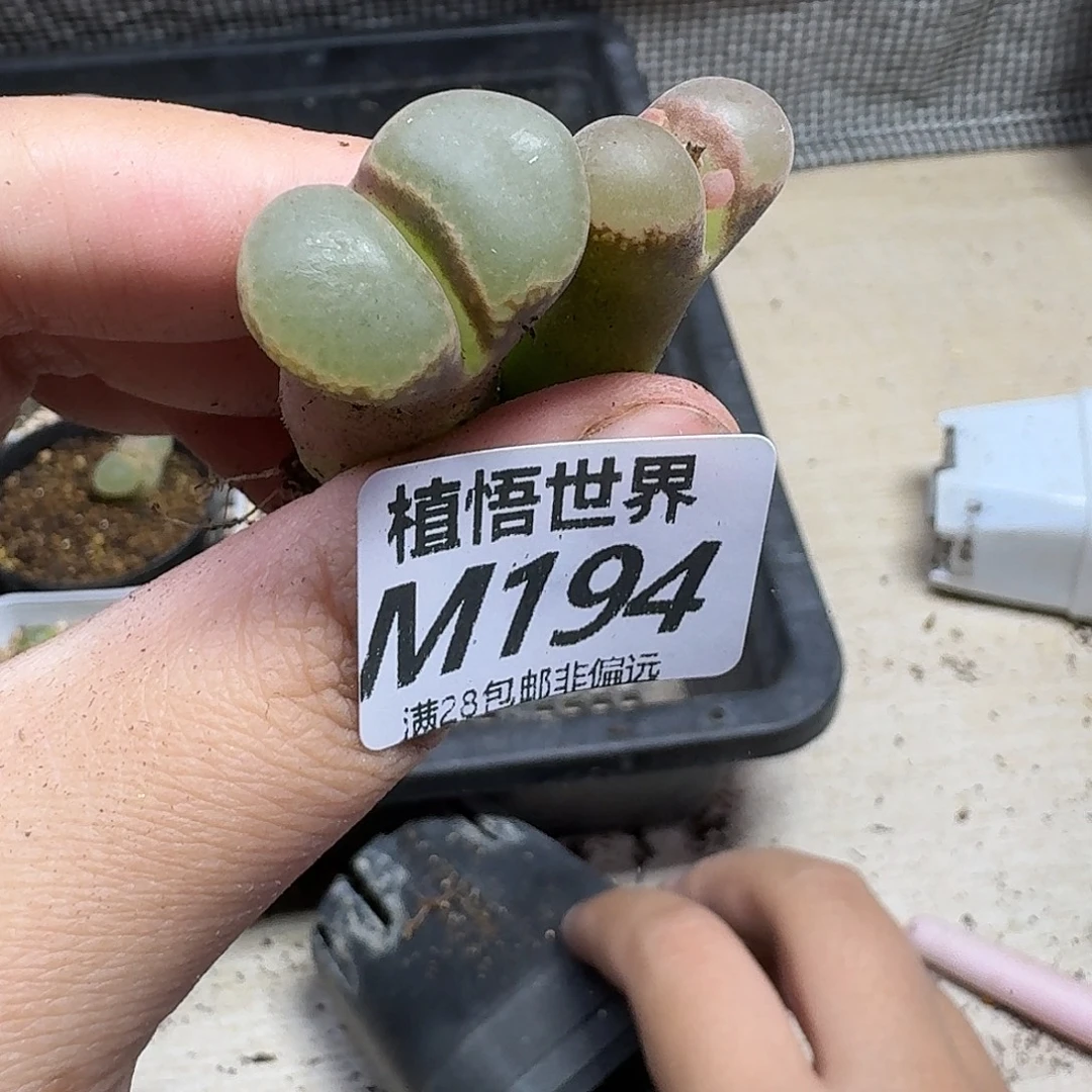 多肉植物的人生ghnj