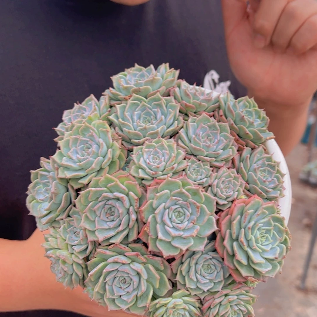 原始海滨格瑞带盆土，轻微掉头不售后