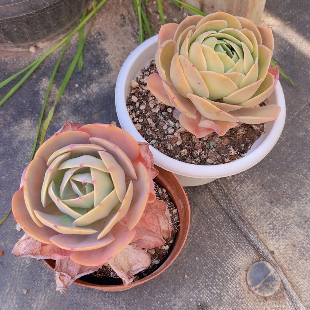 多肉植物多肉植物