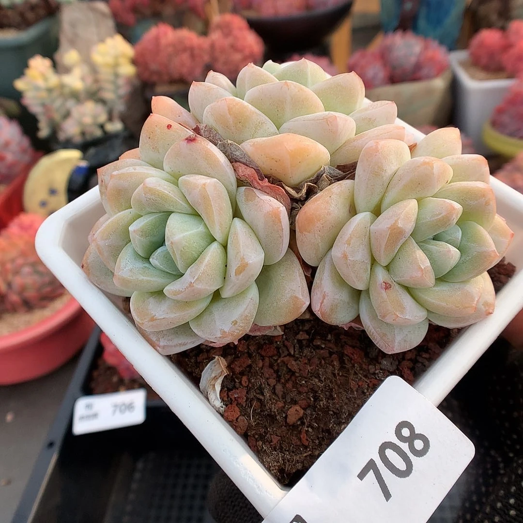 708冰玉多肉植物6333