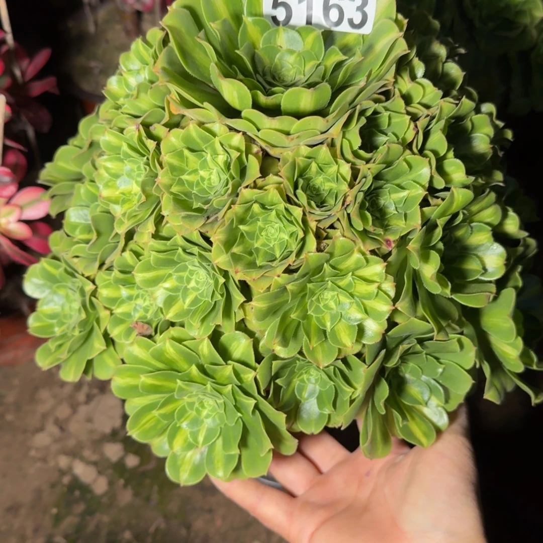 5163琉璃多肉植物