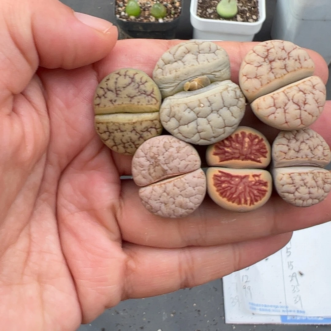 10.4好看的多肉脱土发货952