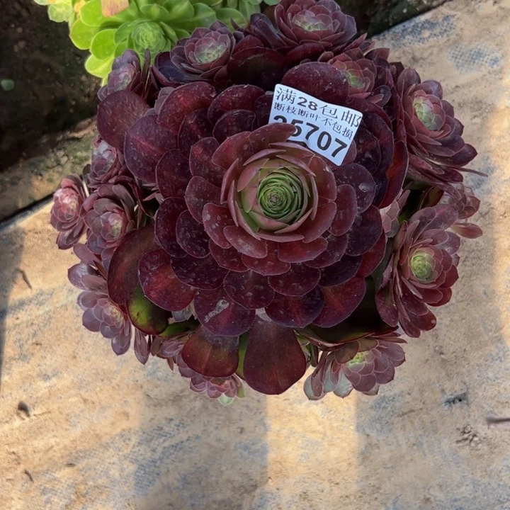 25707抹茶多肉植物