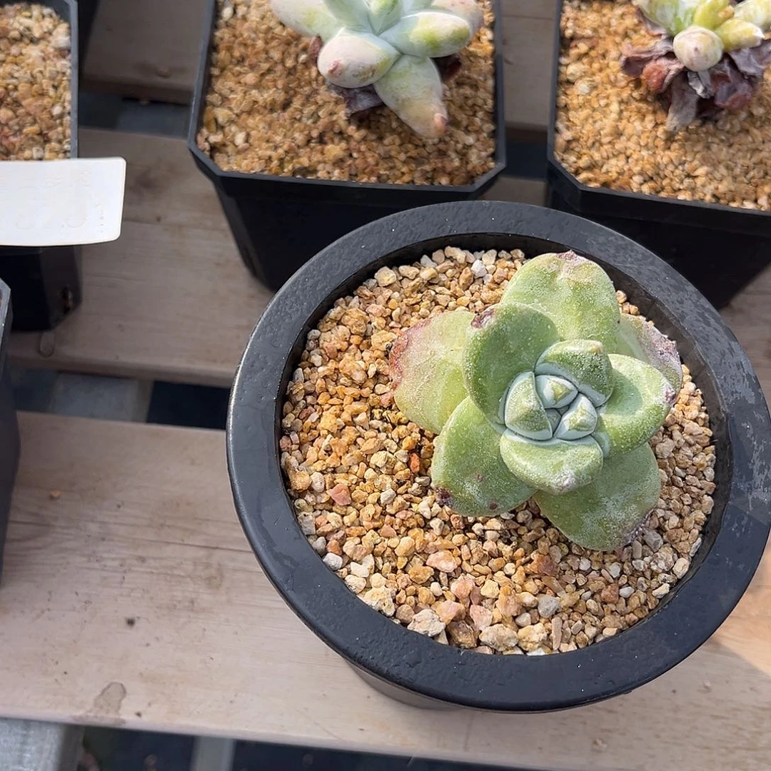 小鹿多肉一物一拍