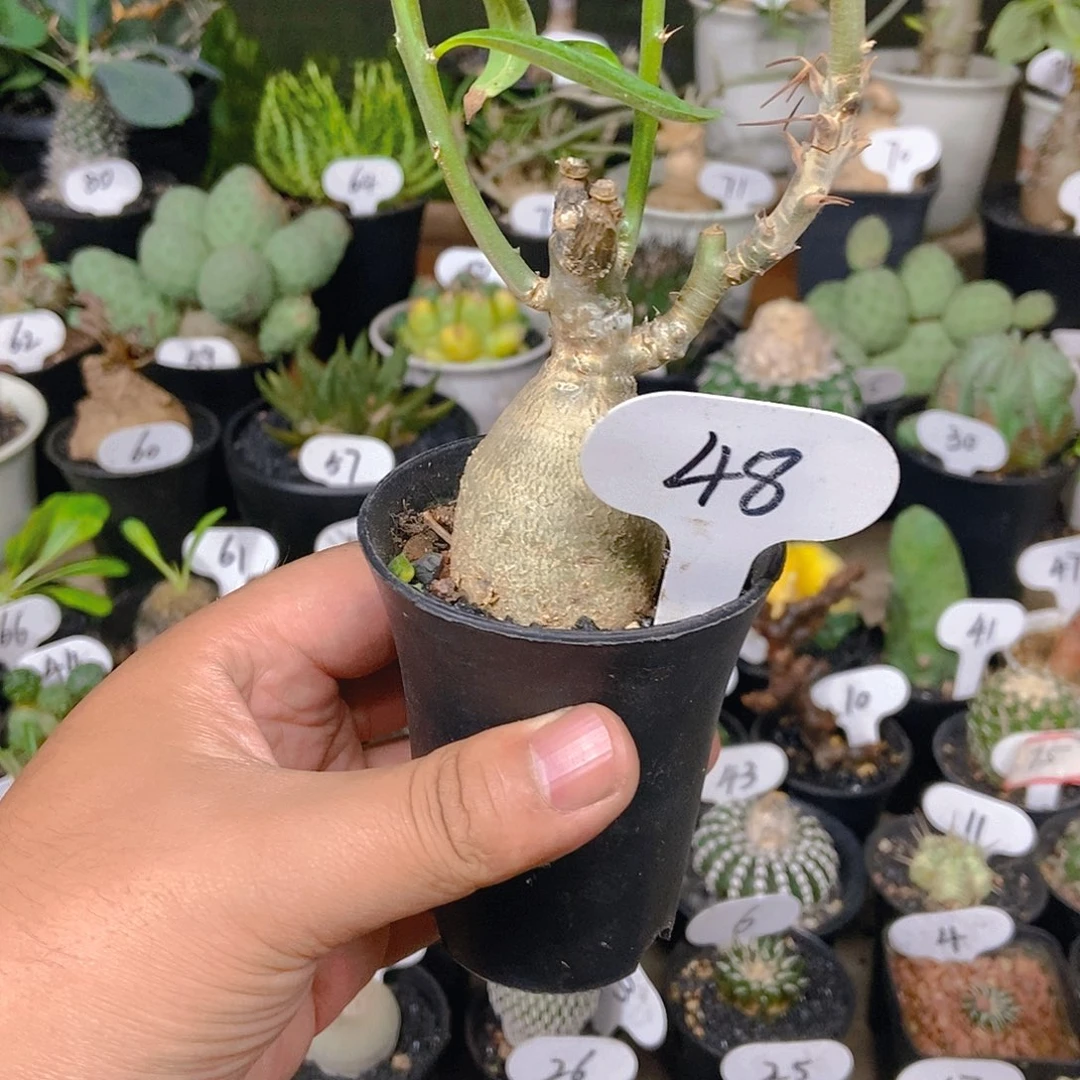 天马空一个一物一拍