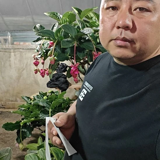 涛***噢无花朵宝莲灯花基地发货