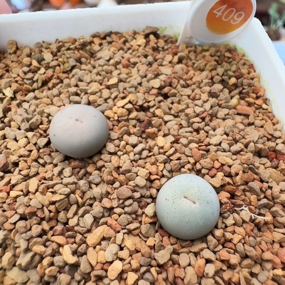 多肉植物福利1102微嘴单出一颗35元409