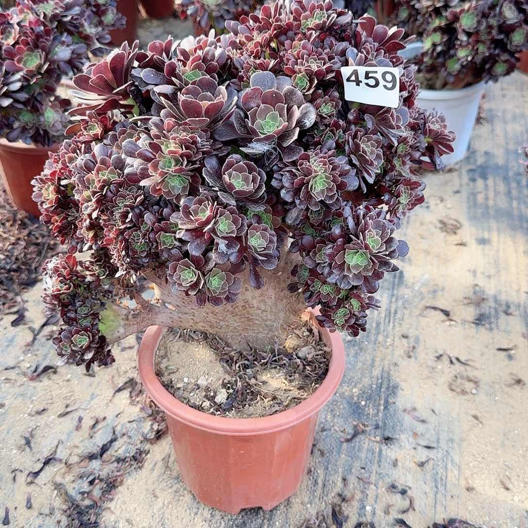 李***拉459欧紫朵朵一颗呀呀