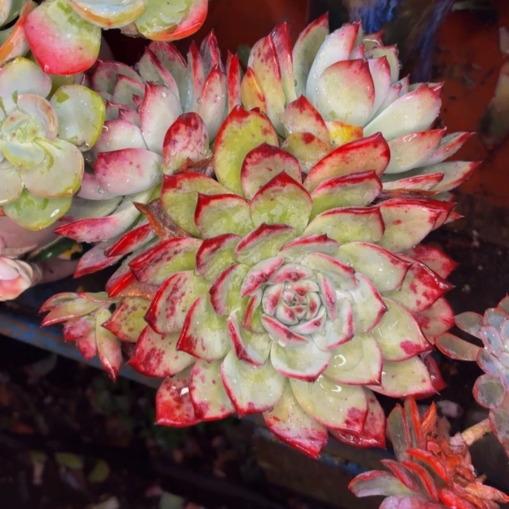 伊***人老桩精品肉肉祖母绿