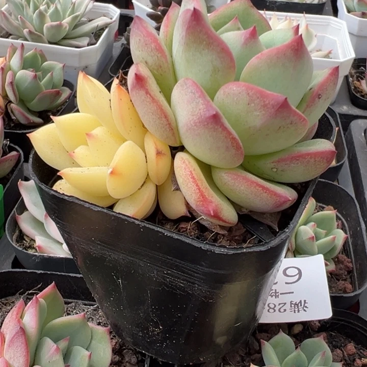 三文鱼锦多肉植物575