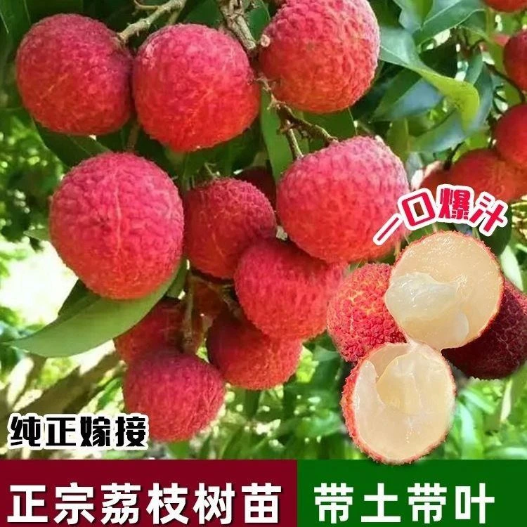 正宗荔枝果树苗无核荔枝王树苖桂味冰荔妃子笑果树嫁接仙进奉果苗