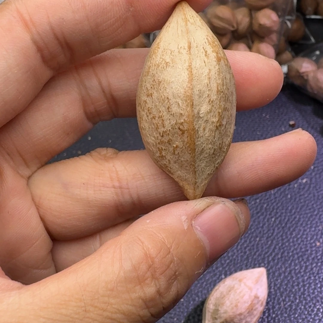 手串/手链橄榄核二花料2.2尺寸