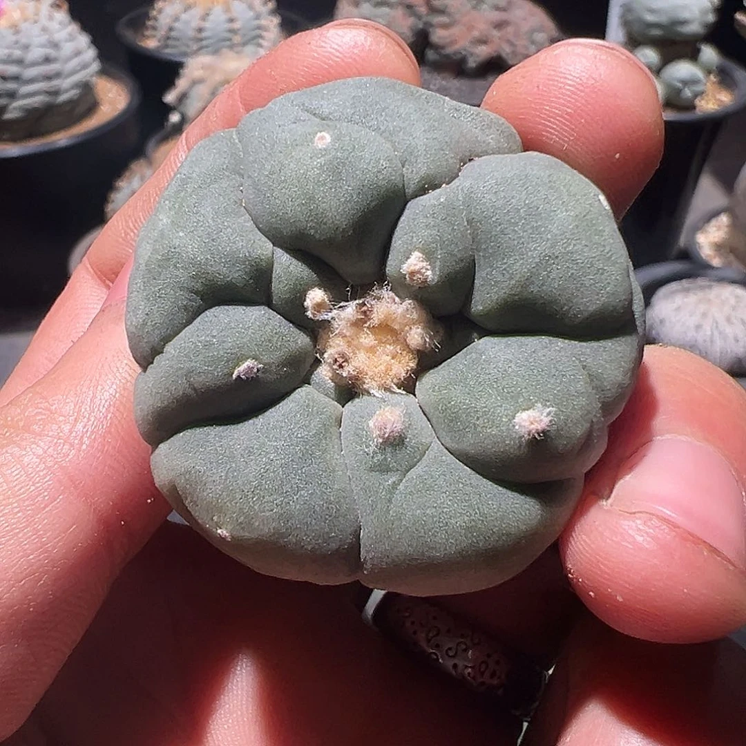 实生粗壮 u型银 66