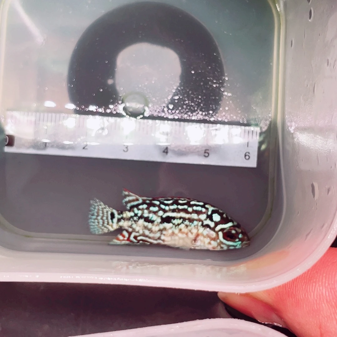 人***时罗汉鱼f2罗汉鱼苗一条