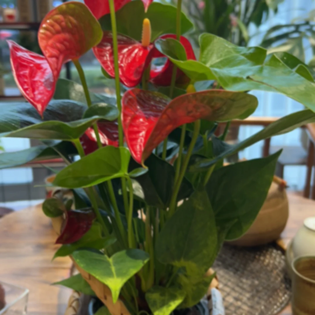 红掌红斑（寓意大展宏图，财源广进）