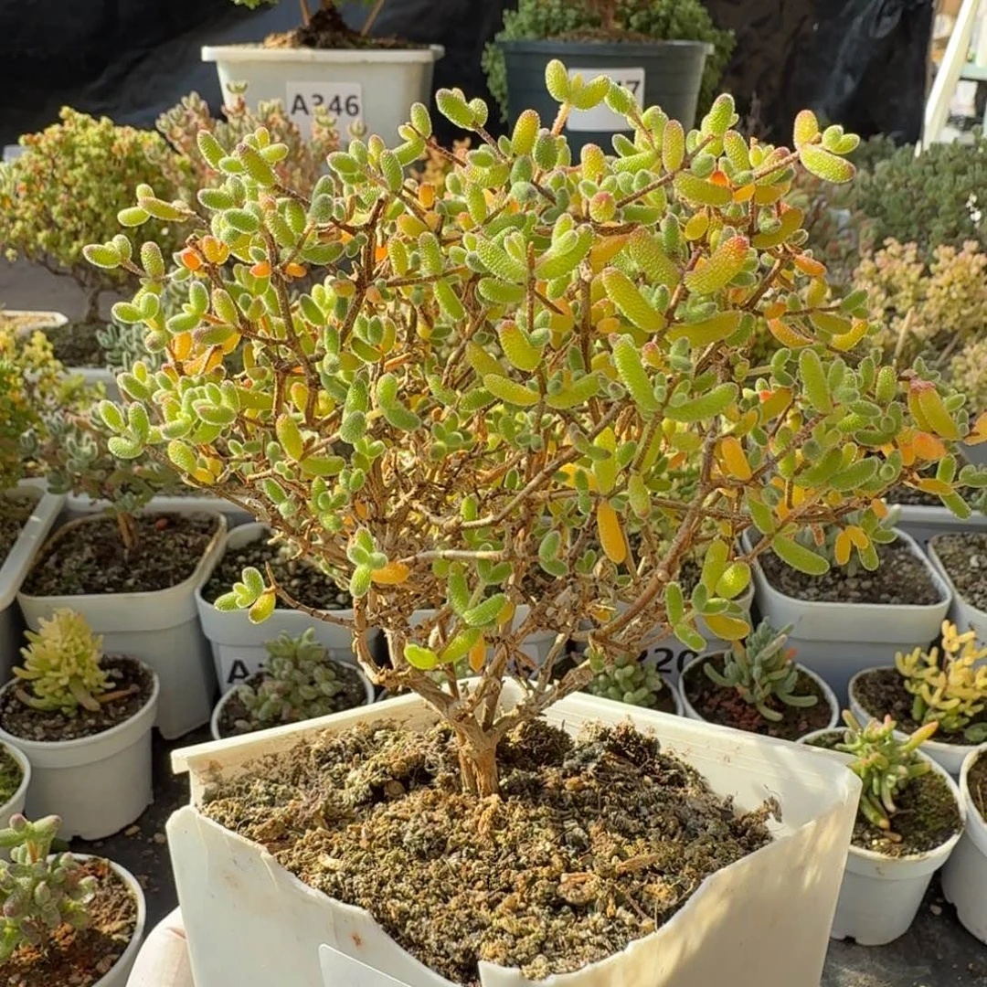 A358冰糖老桩枝干