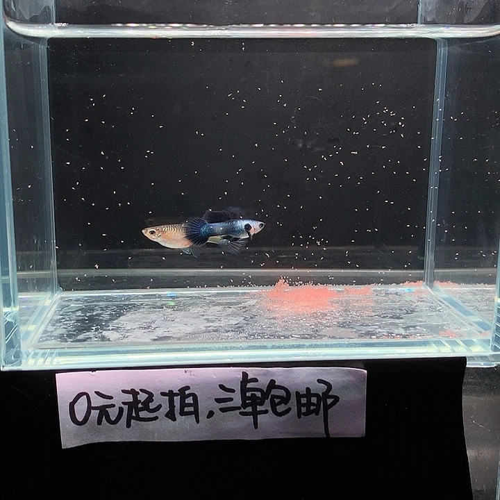 孔雀鱼大耳熊猫一对
