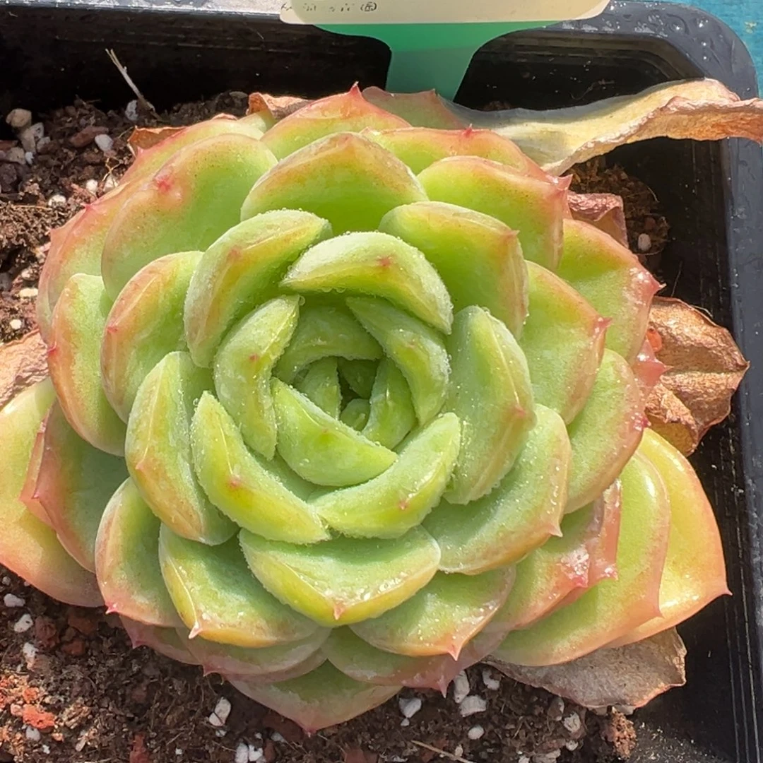 从前慢花园多肉编号1209-66