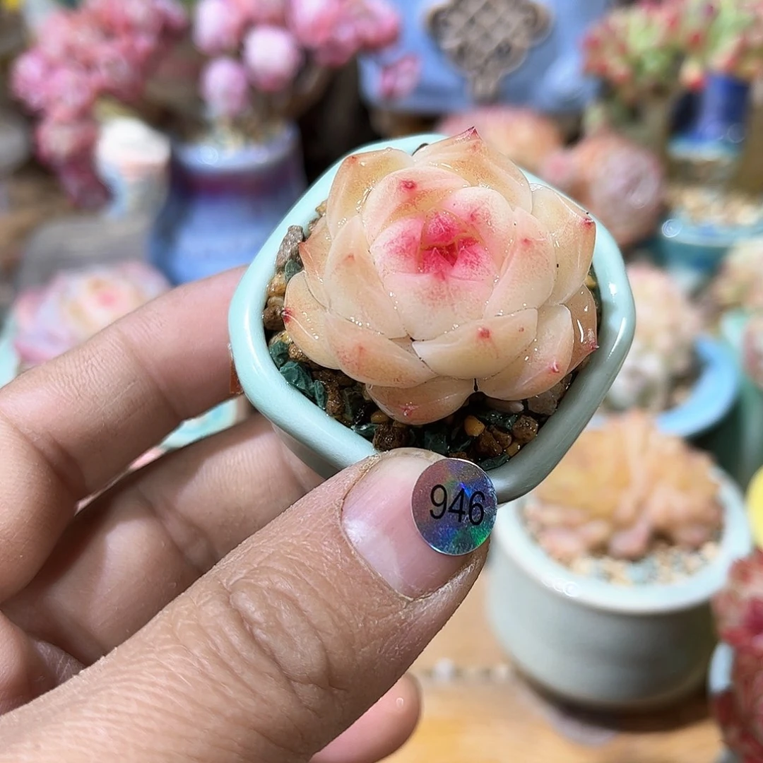 946 含盆含土发货 30包邮偏远除外