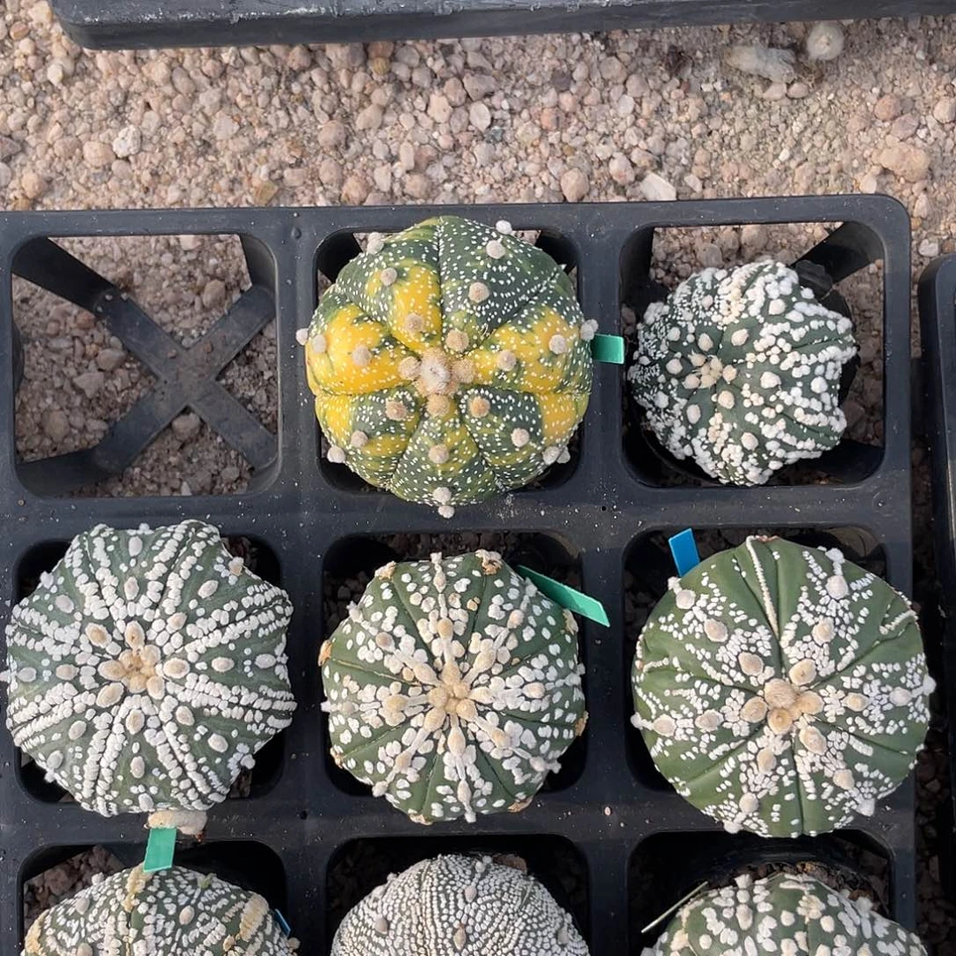 完全开放光**行特价3 164