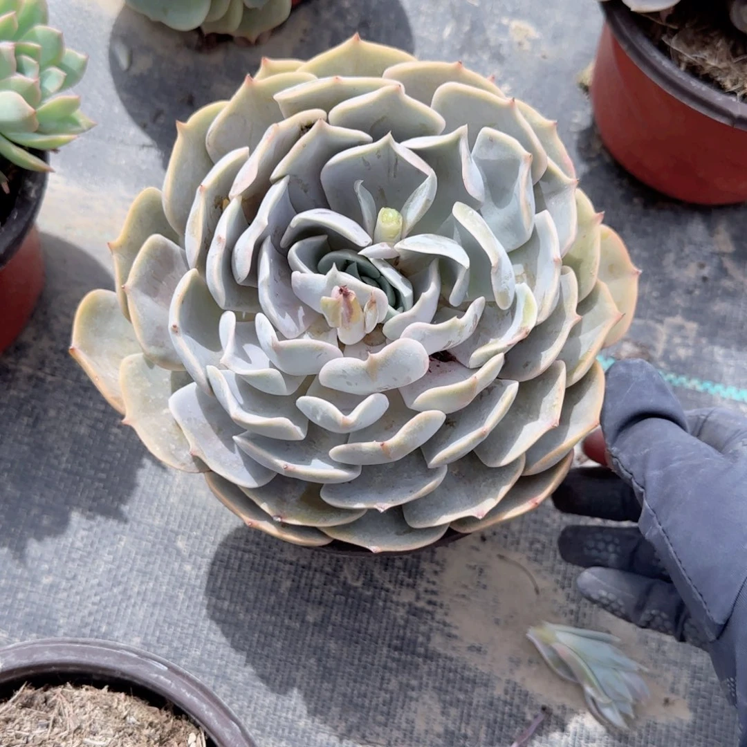 心**阳天鹅湖单头多肉植物