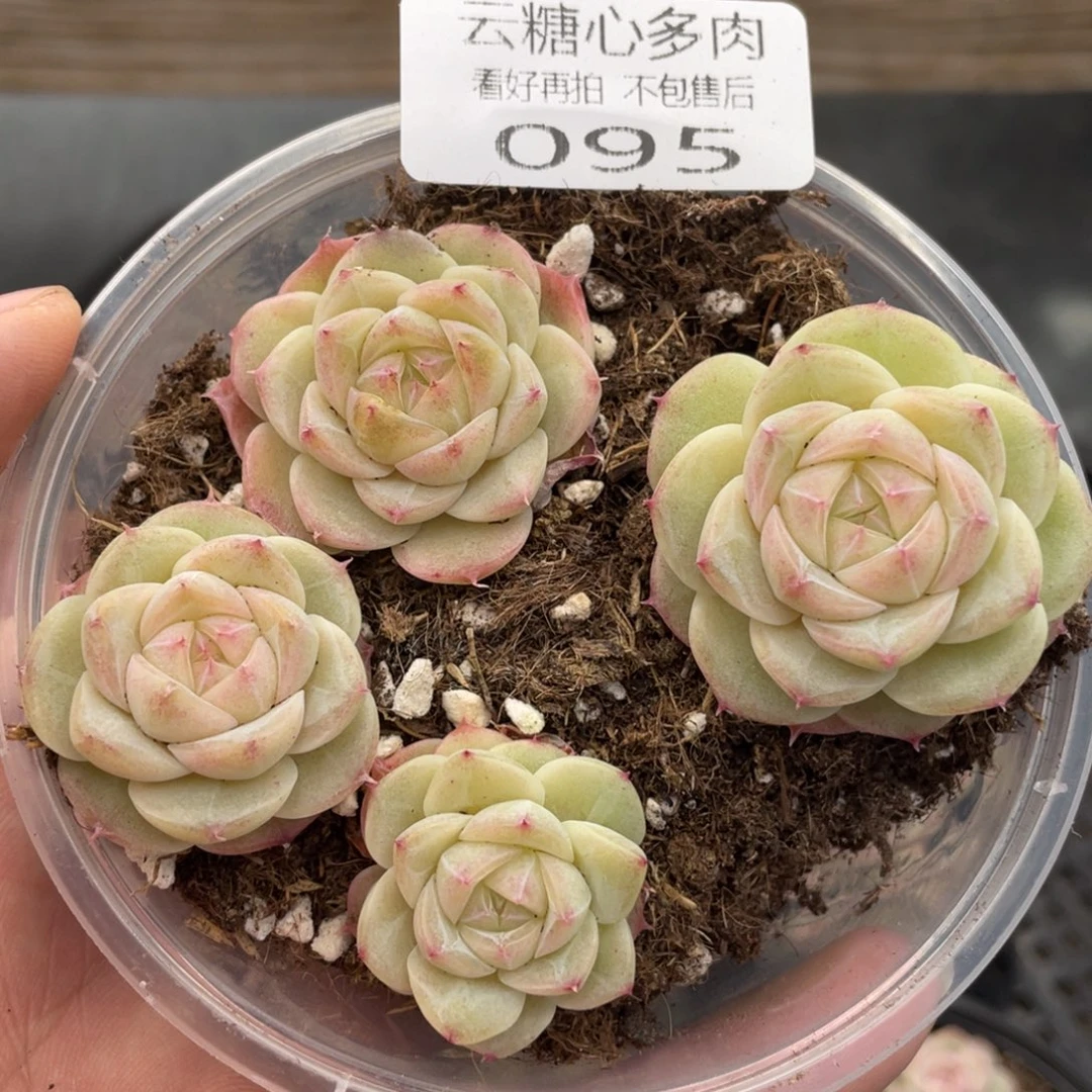 云糖心多肉植物95
