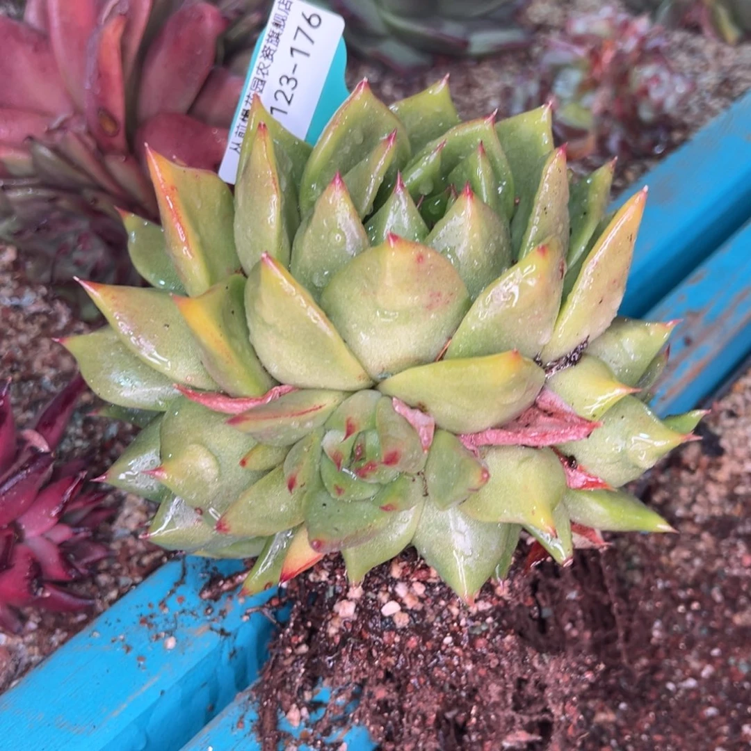 阿*从前慢多肉精选编号0123.176