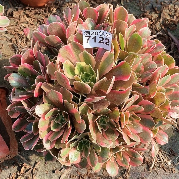 7122 一颗粉女巫