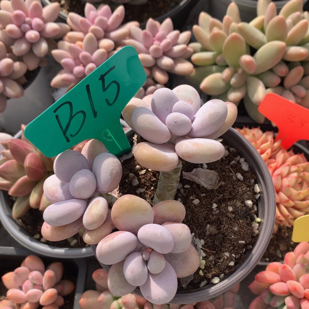 原还奶酪727272727272