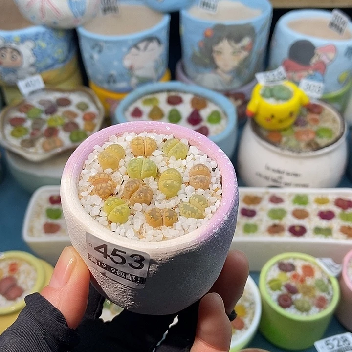 大舅生石花肉锥多肉453