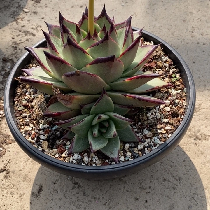 周*?圆宽侧芽B-25.2.21