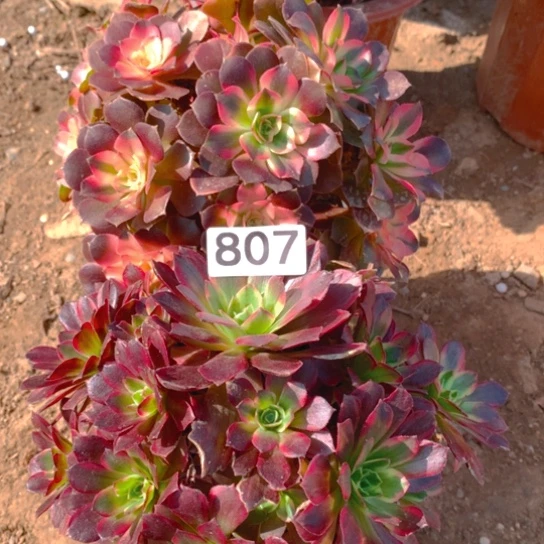 无花朵807多肉植物组合无售后