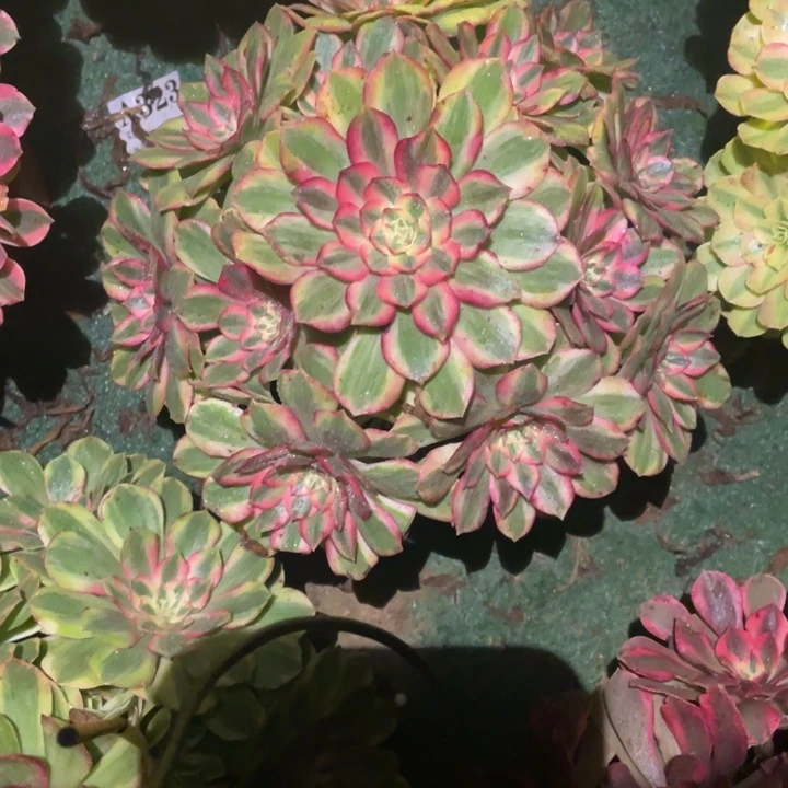 038号精品法师玉姿