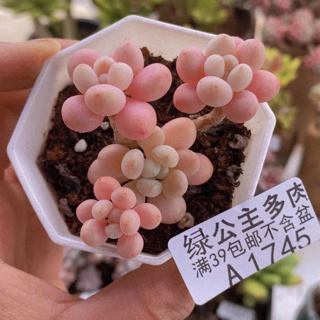 鱼子酱5cm1745多肉植物