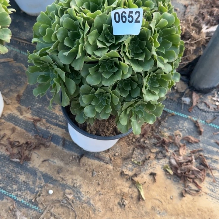 652 清棚处理不包断枝