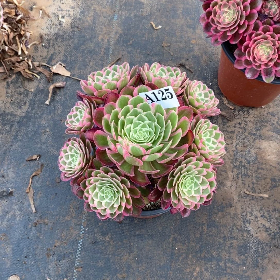 嫩桩孔雀翎125多肉法师