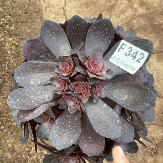 342蓝莲花多肉植物